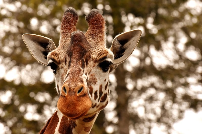 Zoo