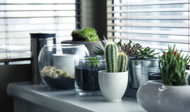 Plant Corner